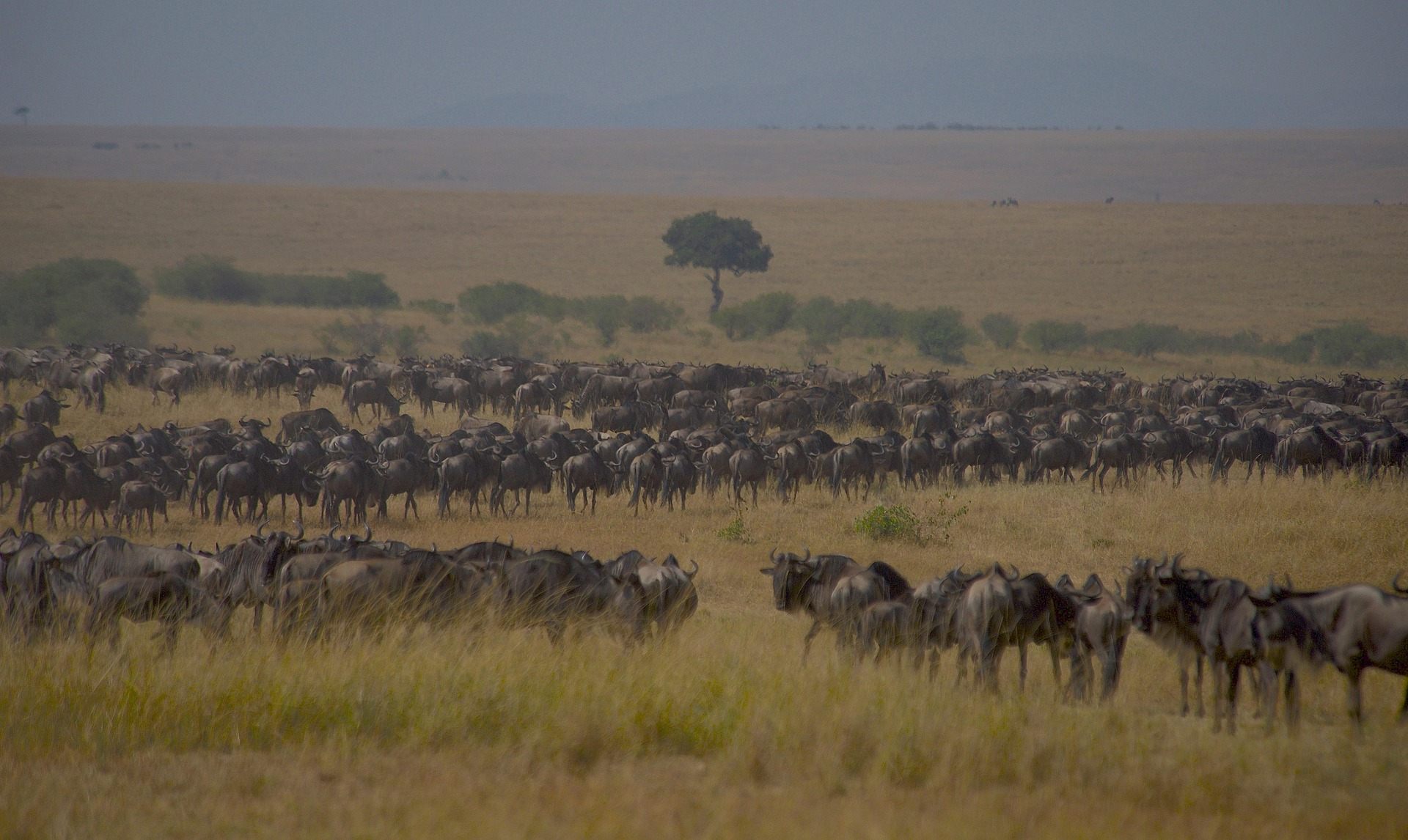 Masai Mara safari for the Great Migration