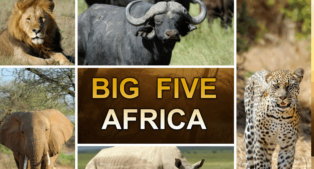 Big Five Africa