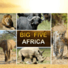 Big Five Africa