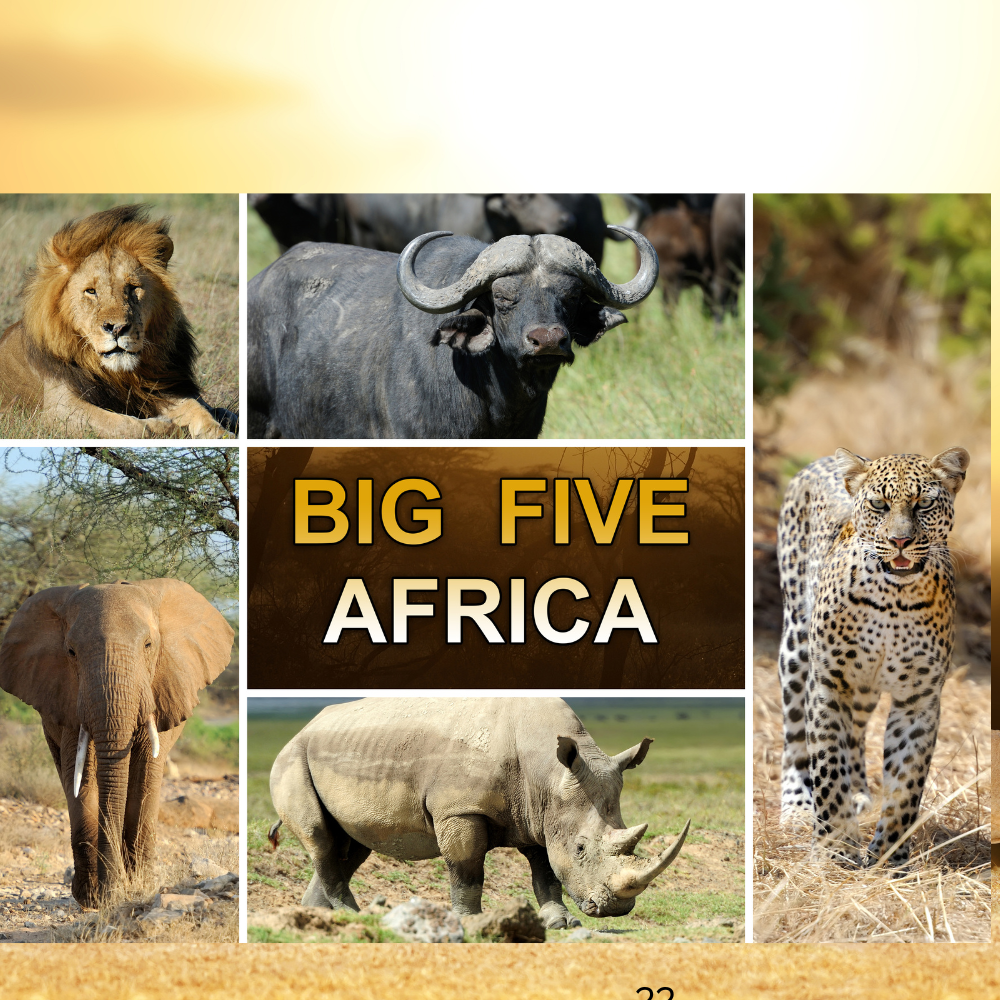 Big Five Africa