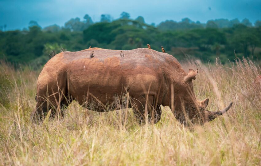 A Rhino at the Nairobi national Park