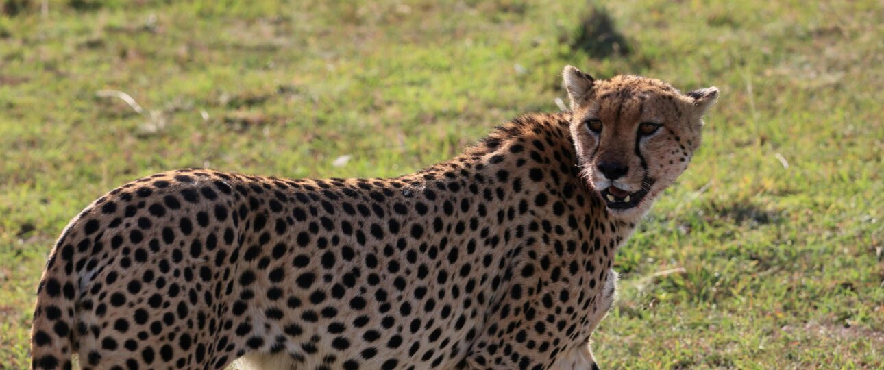 A cheetah in the masai mara. Wildlife & beach experience by urban jay safaris