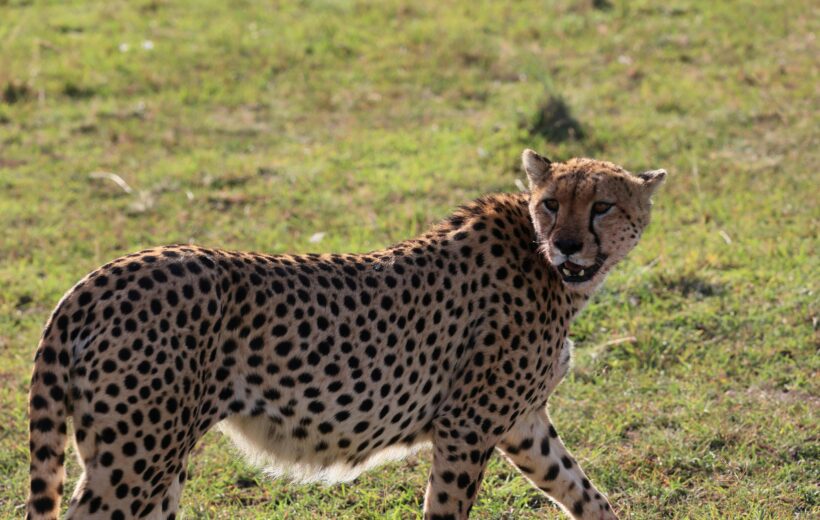 10 Days Wildlife & Beach Experience