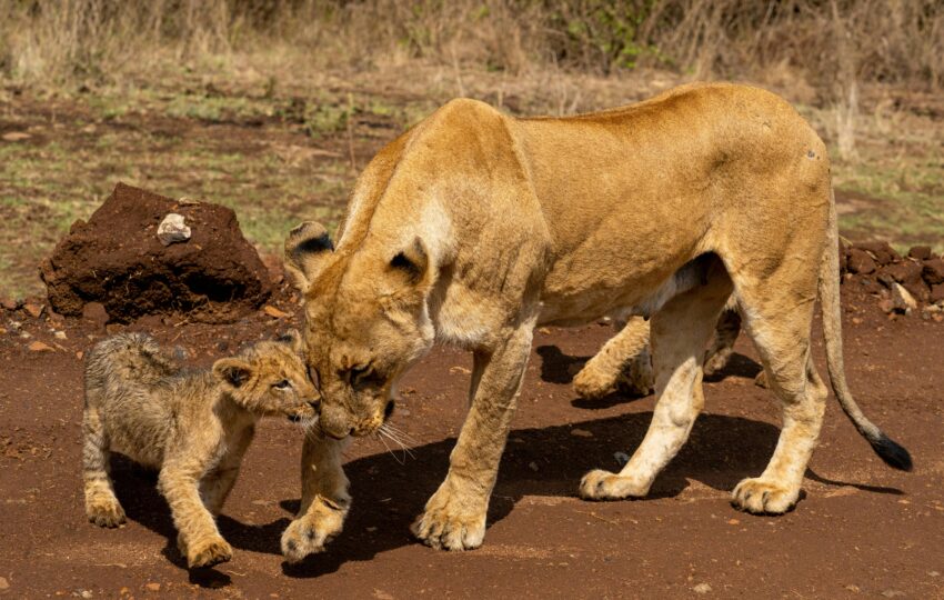 A lioness and its cub Nairobi National Park
