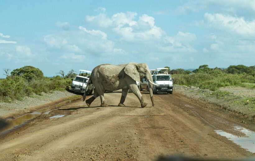 Giants Beneath the Mountain – 3 Days in Amboseli