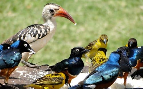 Bird Watching