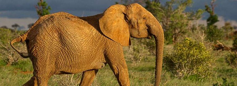 7 Days Amboseli, Tsavo & Diani Beach Luxury Safari