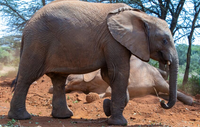 Elephants at David Sheldrick