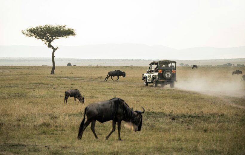 Wilderness Whispers – 3 Days in the Heart of Masai Mara