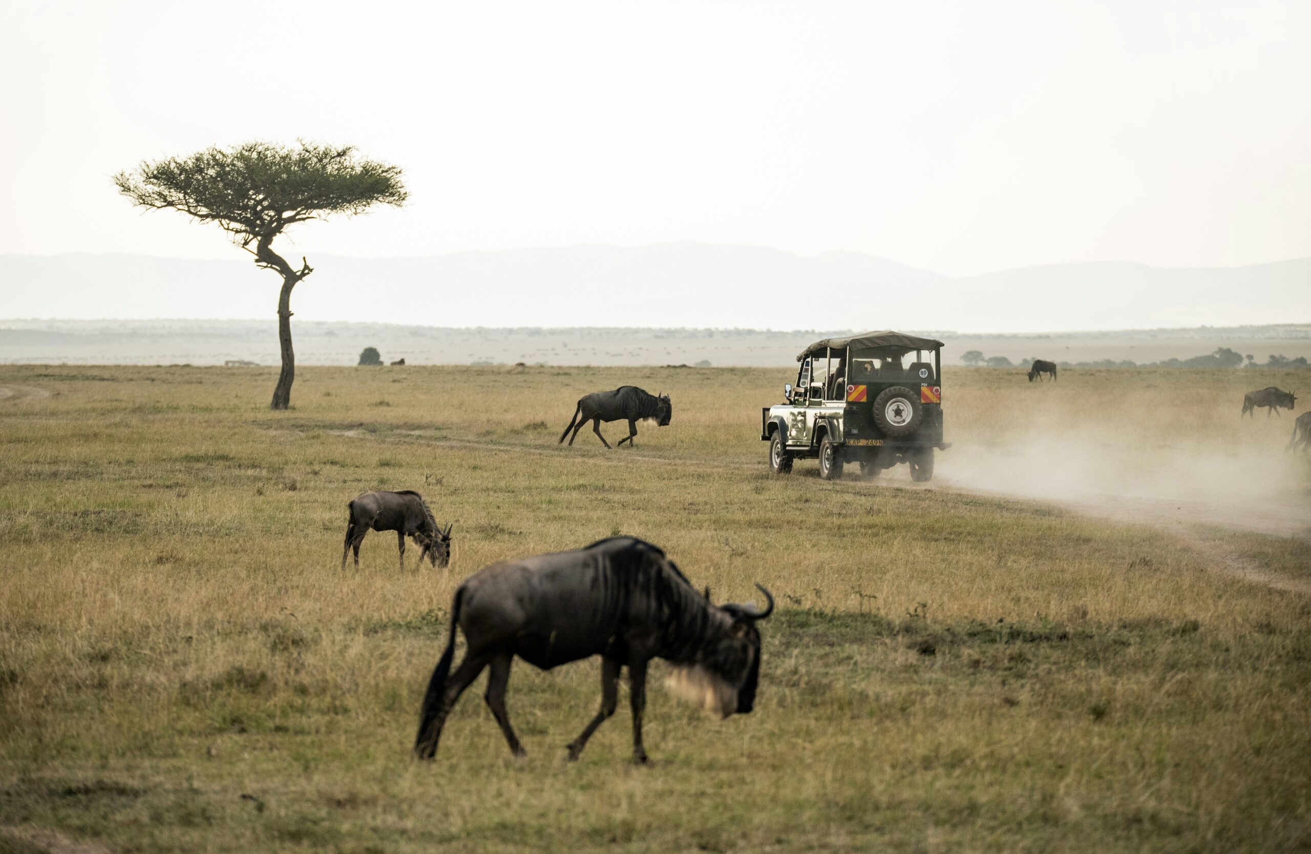 Masa Mara National Reserve