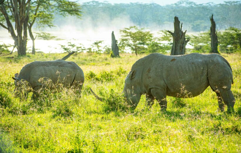 2-Day Lake Nakuru & Lake Naivasha Safari