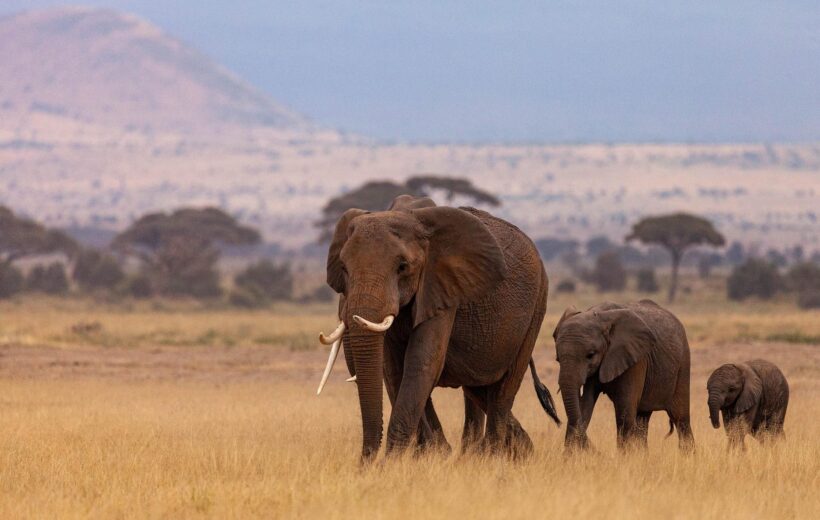 8 Days Kenya Luxury Safari: Samburu, Ol Pejeta, Lake Nakuru & Masai Mara