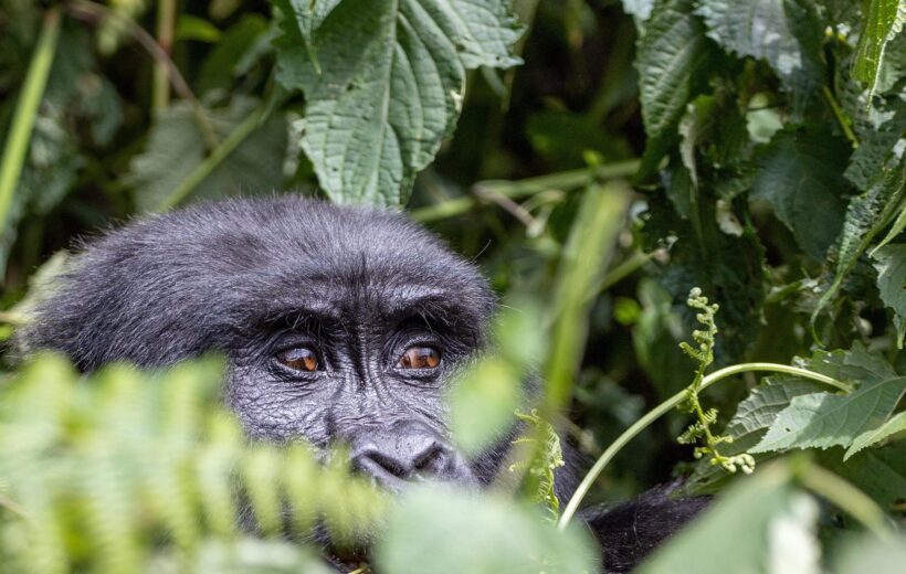 Uganda Double Gorilla Trekking Safari