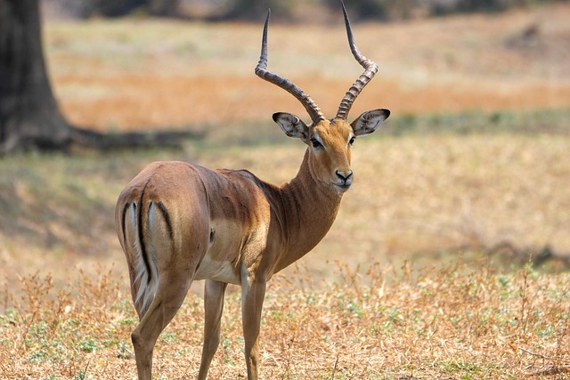 Game Drive