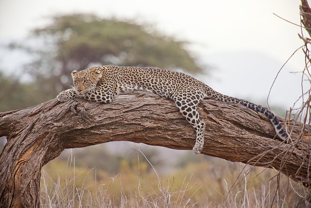 Photography Safari