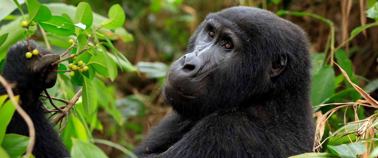 Gorilla Trekking Uganda - Urban Jay Safaris