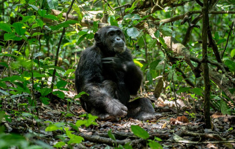 4 days 3 Nights Uganda Gorilla and Chimpanzee Safari