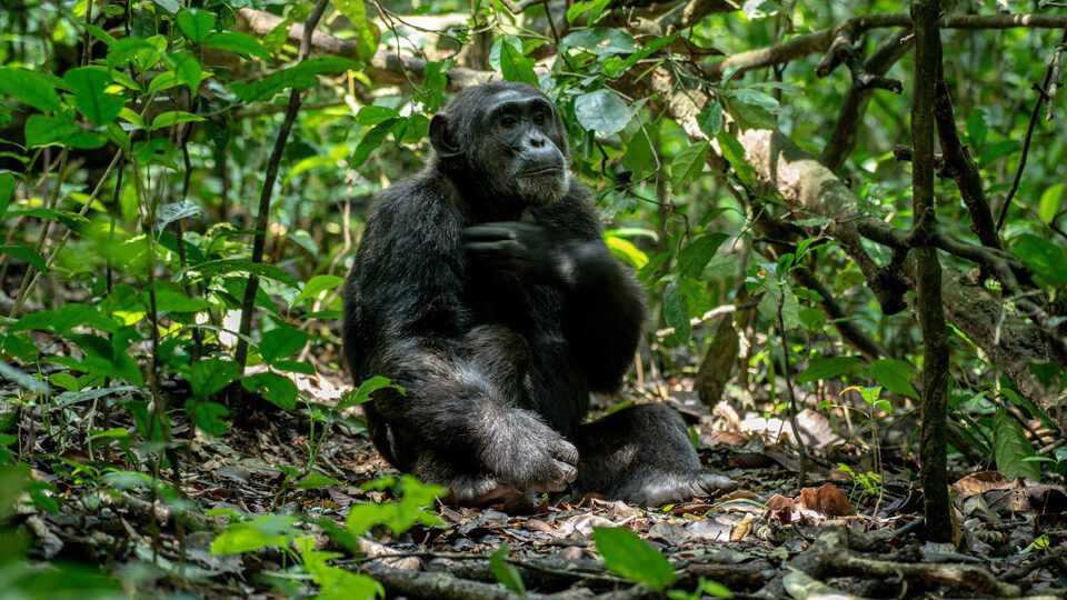 chimpanzee tracking